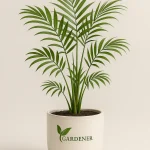 Buy ALEXANDRA PALM