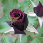Black rose