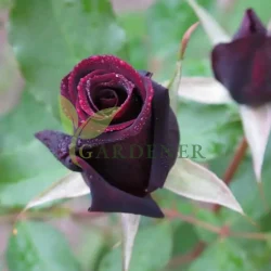 Black rose