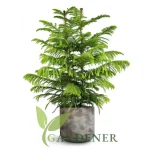 Buy Araucaria Plants