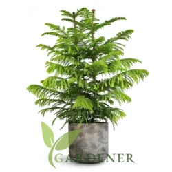 Buy Araucaria Plants