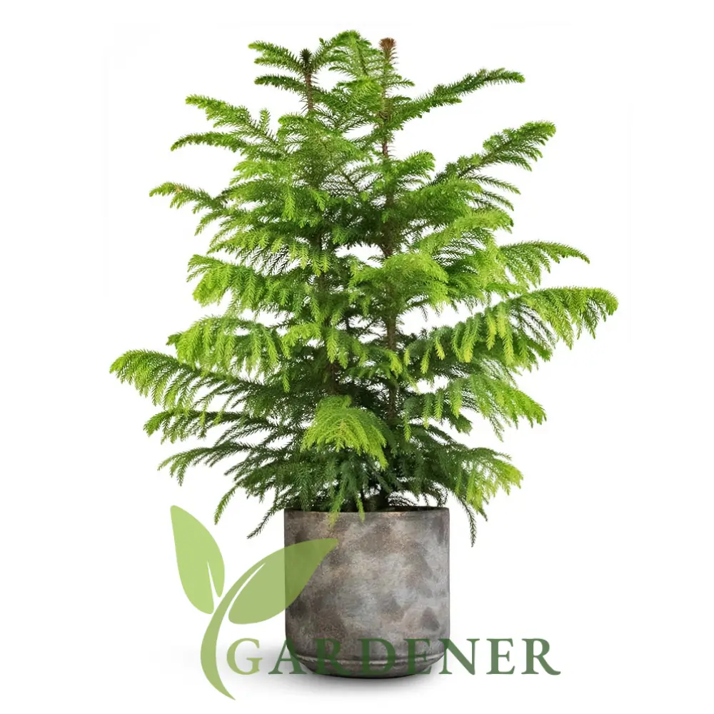 Buy Araucaria Plants