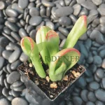 Buy Crassula Ovata Hummel’s Ghost