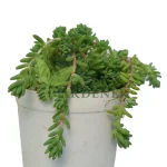 Buy Golden Sedum Grass