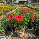 HIBISCUS Plant