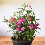 Buy Pink Rose Gulab