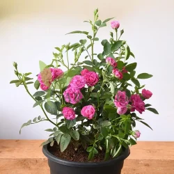 Buy Pink Rose Gulab