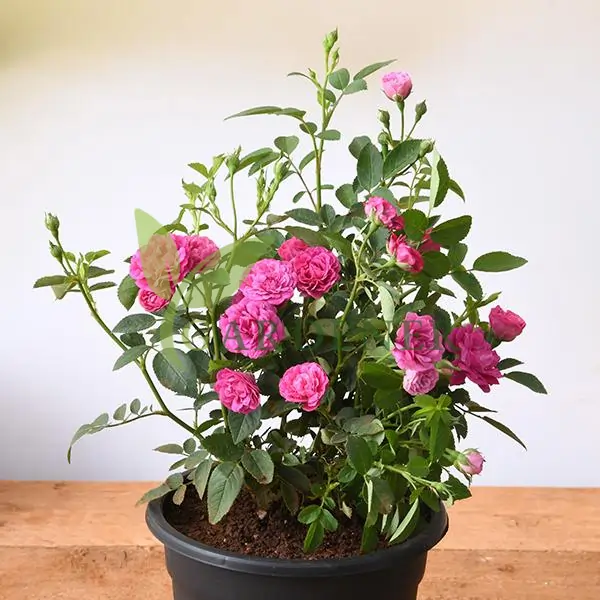 Buy Pink Rose Gulab