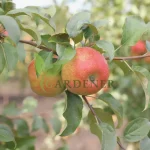 Buy Kala Kallu Apple Plant