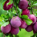 Buy Plum Tree for Sweet & Juicy Fruit