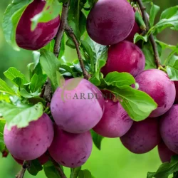 Buy Plum Tree for Sweet & Juicy Fruit