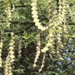Shop Keekar (Vachellia nilotica) tree at Gardener.pk for its robust growth, medicinal uses, and excellent shade. Perfect for tropical and subtropical climates.
