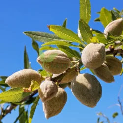 Shop Almond (Prunus amygdalus) tree at Gardener.pk for its delicious, nutrient-packed nuts and beautiful spring blossoms. Ideal for home gardens and orchards.